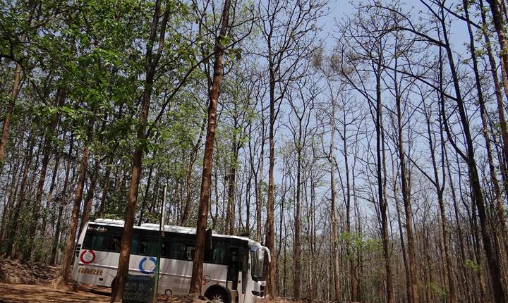 sarangib-bus-171836_1280