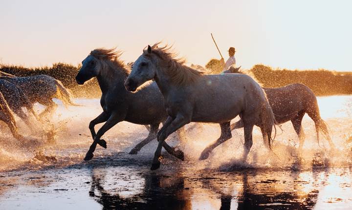 Chevaux de Camargue au galop dans l’eau - Tradition et nature sauvage
