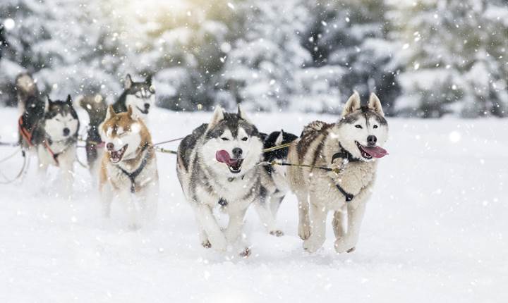 Chiens de traineau  YOUCAMP