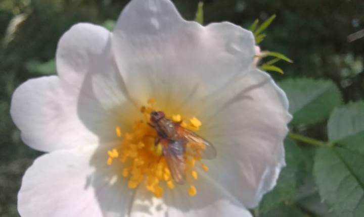 Fleur et insecte a Gavarnie