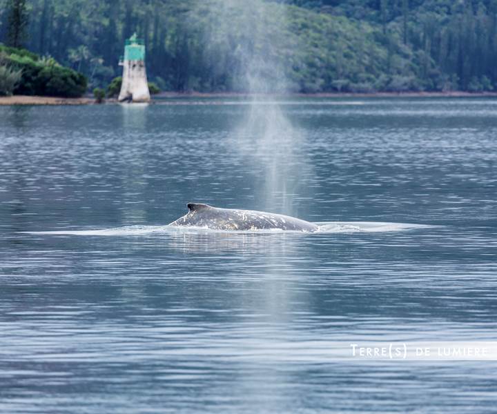 20160730_session photos sortie baleines prony 3-presta