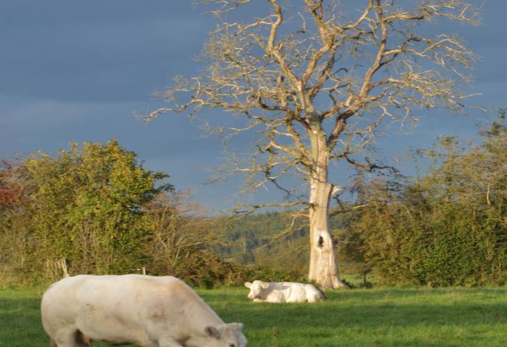 Insolites Chimay Arbre
