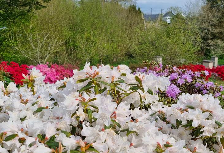 Au Pré du Chêne - Printemps fleuri