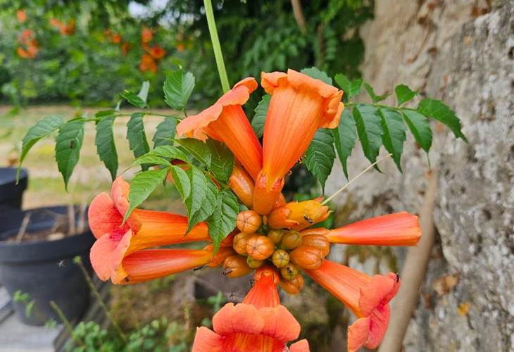 Trumpet flower