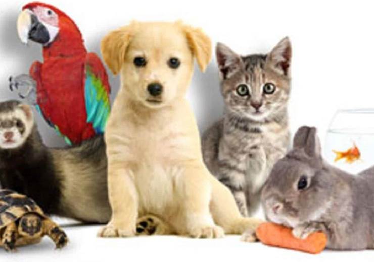 animaux-de-compagnie-en-france