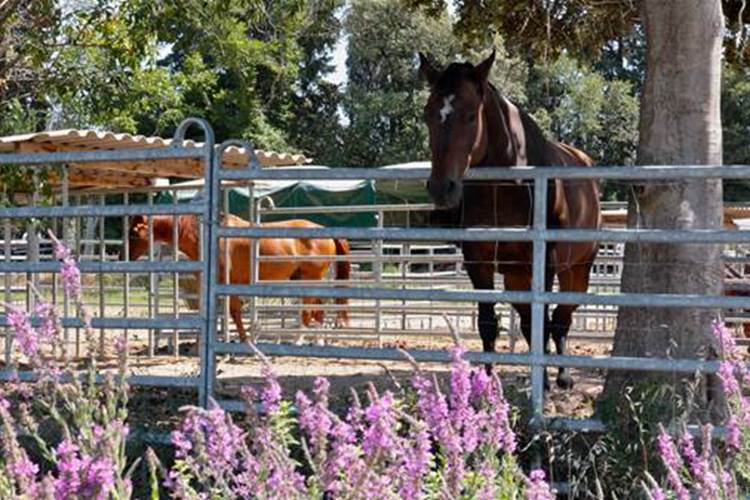 chevaux