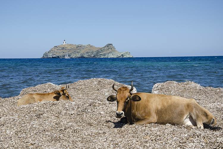 les vaches sur la plage de Barcaggio