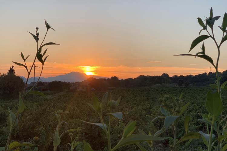 Lever de soleil vu du gîte sur les vignes et le Mont Ventoux