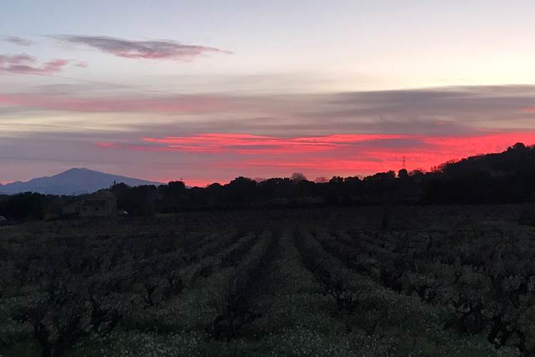 Lever du soleil vu du gîte sur les vignes et le Mont Ventoux