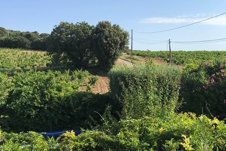 Chambre Mont Serein / Vue sue les vignes de Châteauneuf du Pape