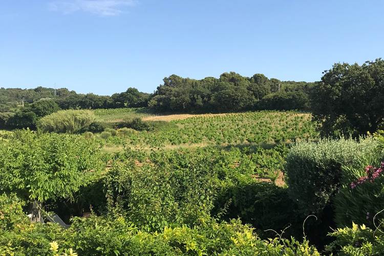 Chambre Mont Ventoux / Vue sur les vignes de Châteauneuf du Pape