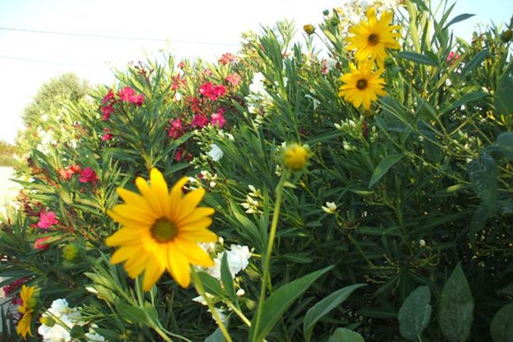Chambre Les Dentelles