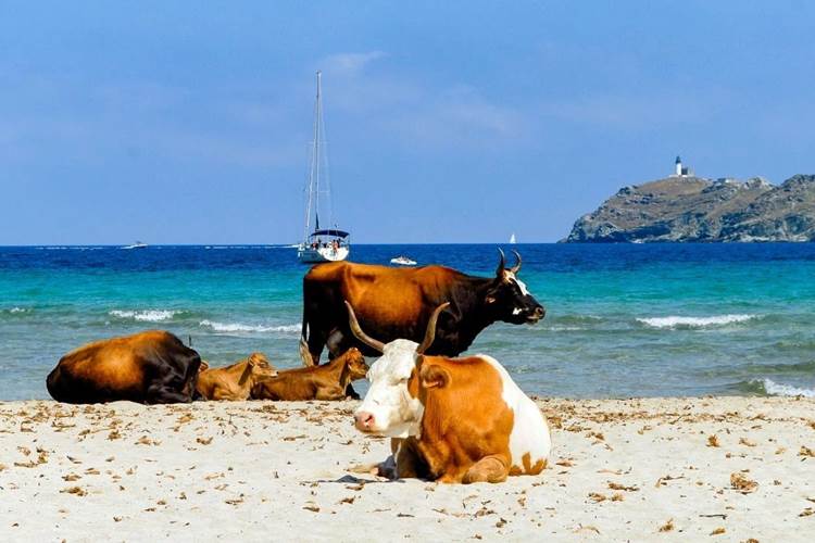 Détente sur la plage de Barcaggio