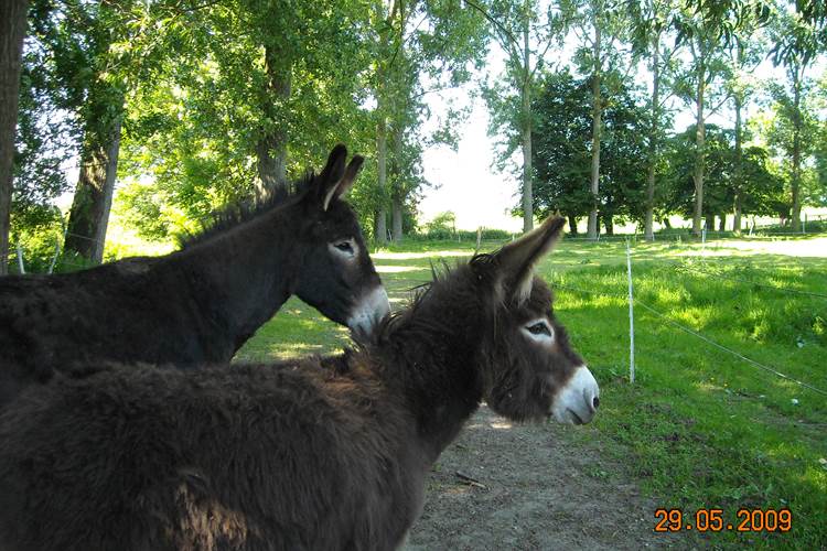 Nos ânes dans la prairie adjacente