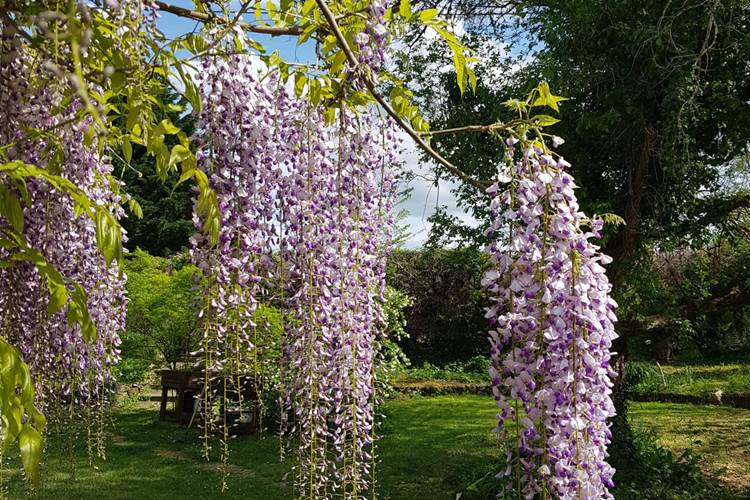 la belle glycine de la terrasse