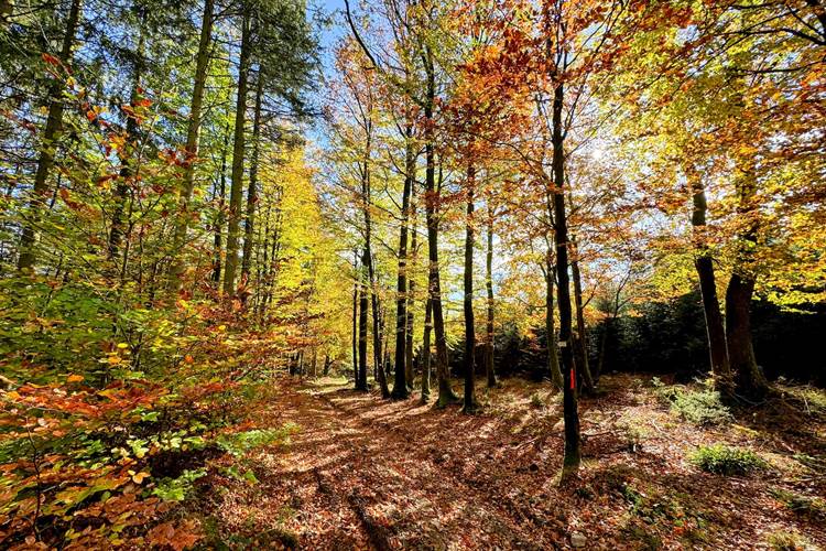 brasovert_gite_ardenne45