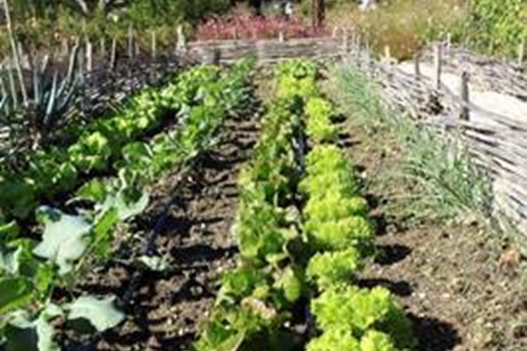 potager