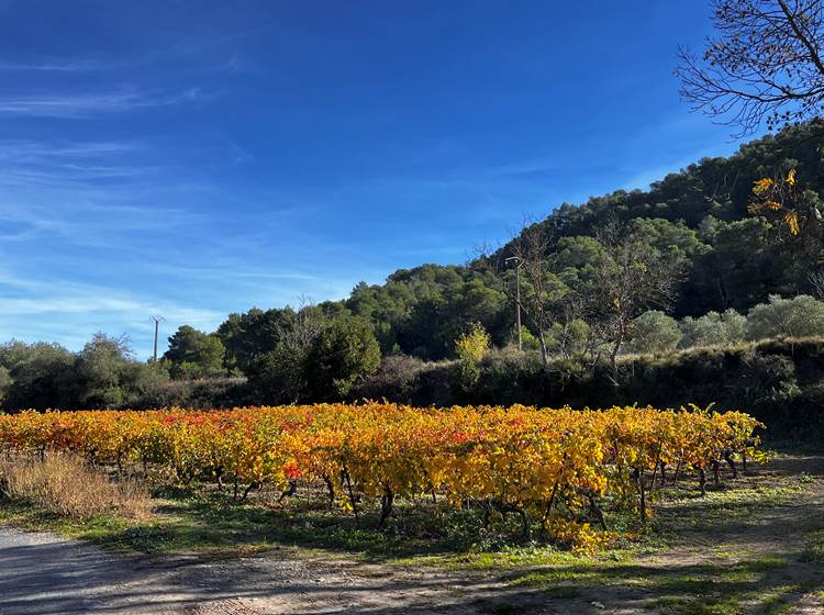 les vignes en automne