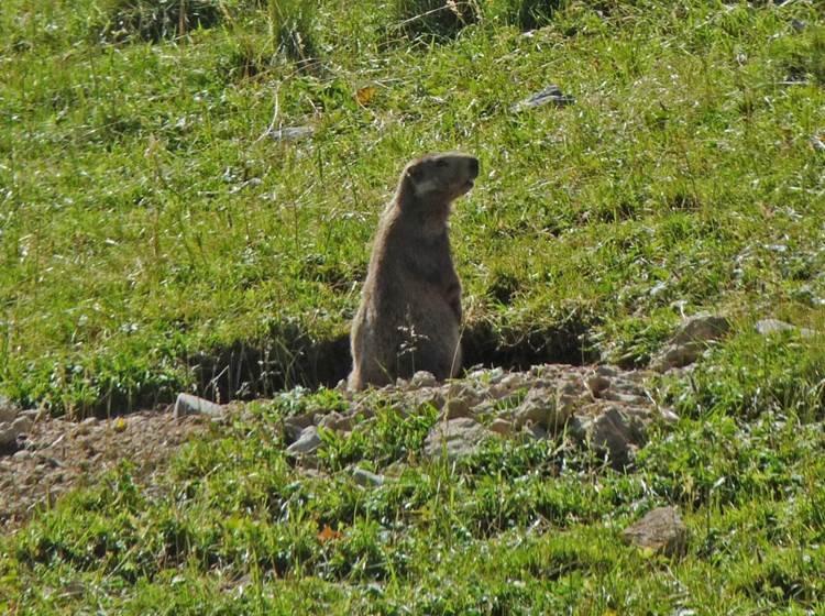 La colline aux marmottes