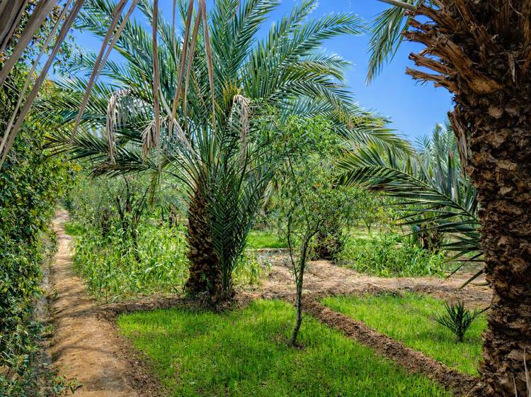 La palmeraie de Hassilabied