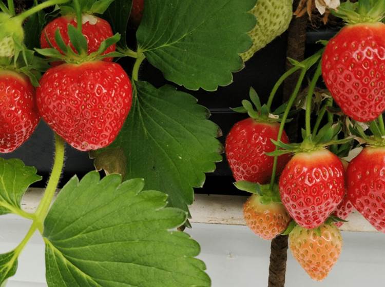 Les Fraises production Baie de Somme...