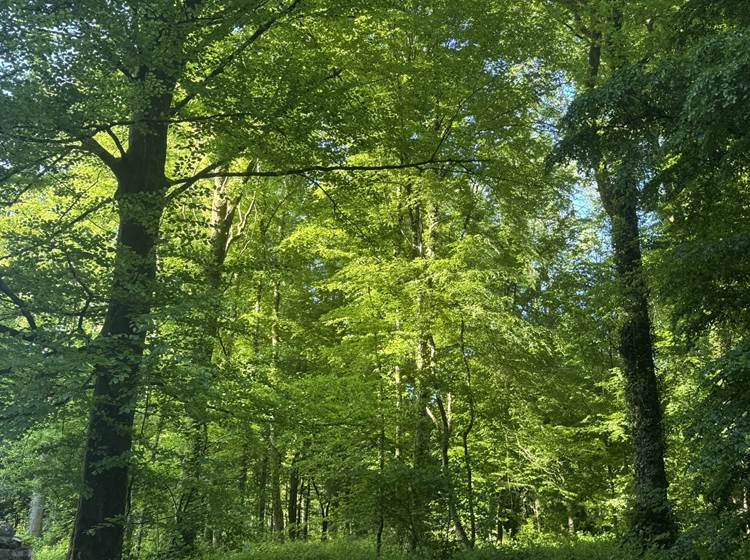 Foret du Val Saint Pierre