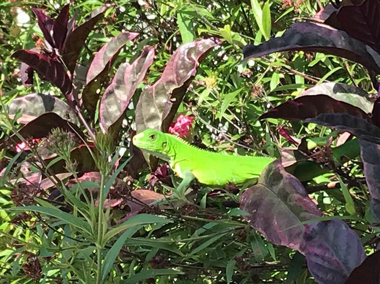 Iguane House villas & Micro Spa l'iguane notre locataire mascotte