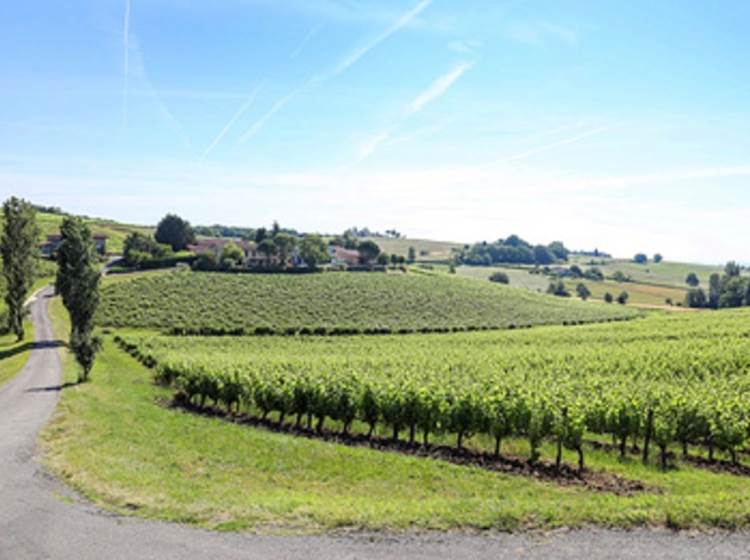 Le Domaine Vayssette, producteur vigneron à Gaillac