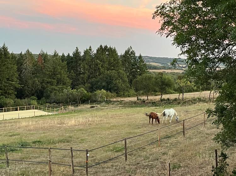 Les paddocks et la carrière