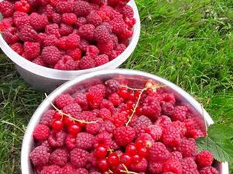 framboises du jardin