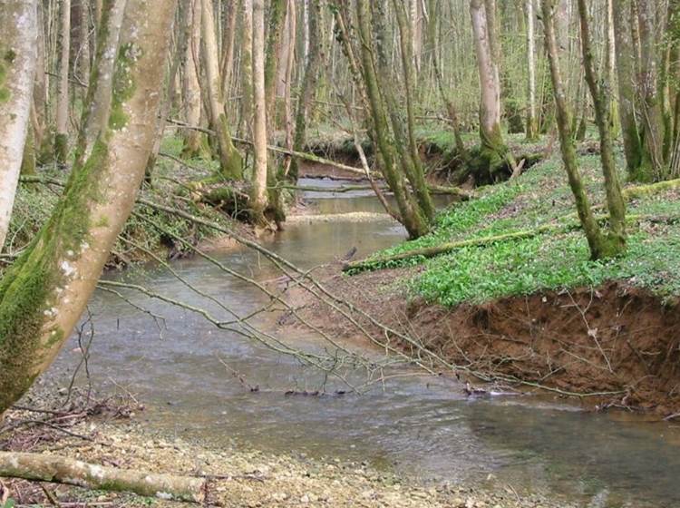 Un joli ruisseau appelé "le Donjon", dans les Crêtes Préardennaises.