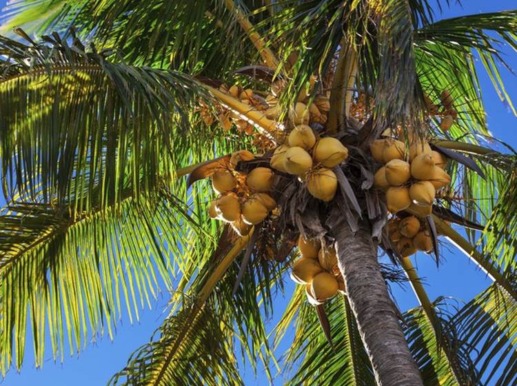 Cocotier et ses noix de coco