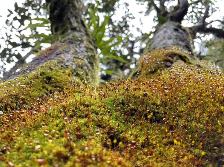 Se confier à la nature