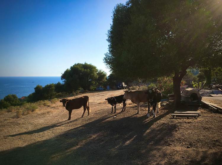 Rencontre à Paomia