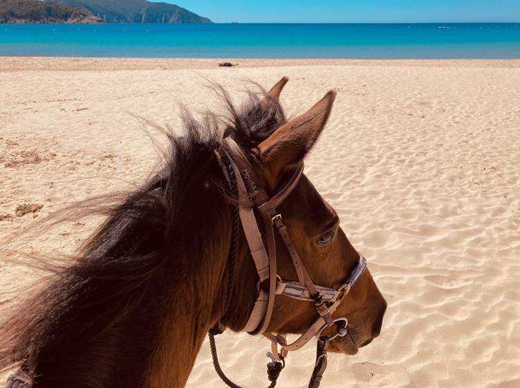 Bientôt au galop sur la plage d'Arone !