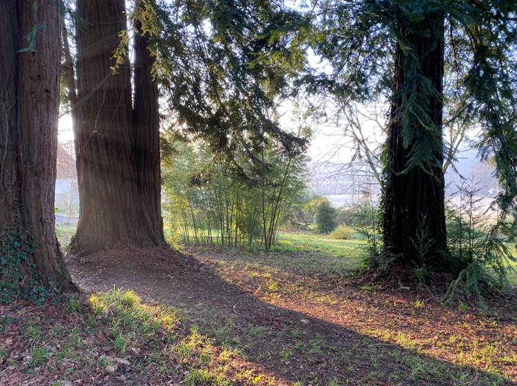 vue à travers les séquoias géants