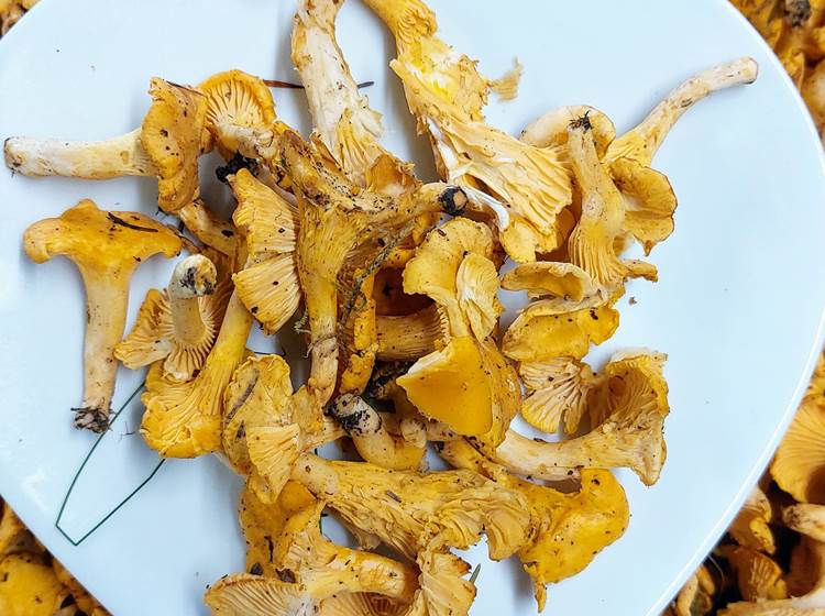 girolles de juillet , cadeau de la nature limousine au Ranch des Lacs