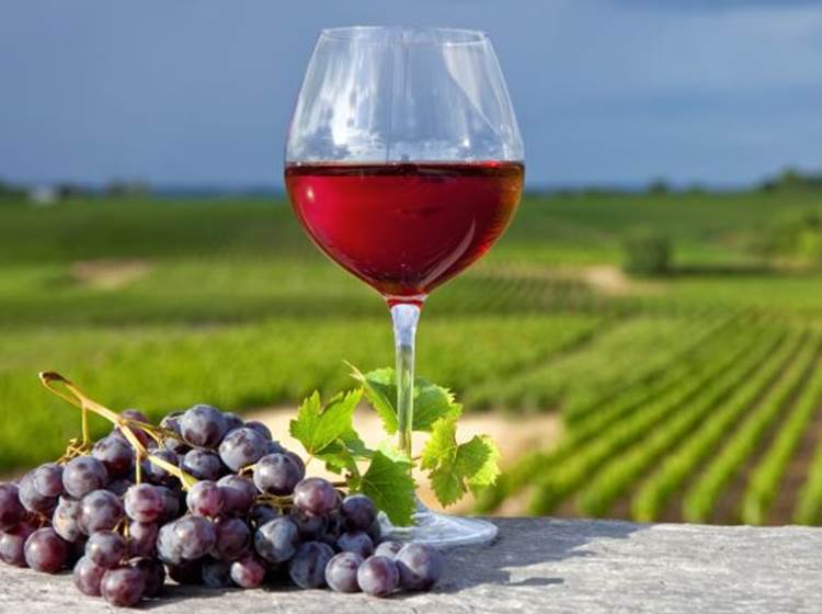 Vignoble