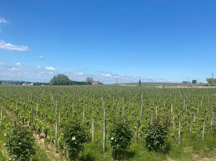 Vignoble-vin-grand-cru-Bordelais-Saint-Emilion