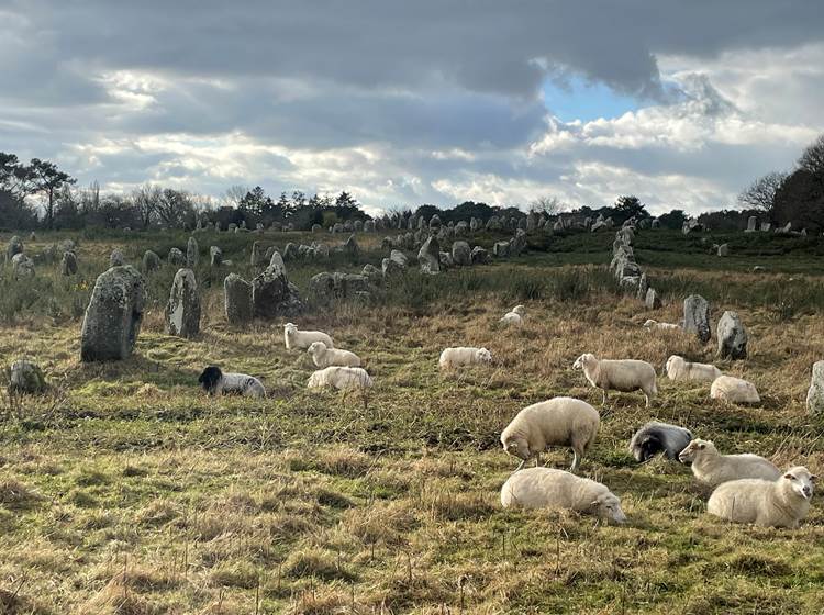 Moutons à Carnac