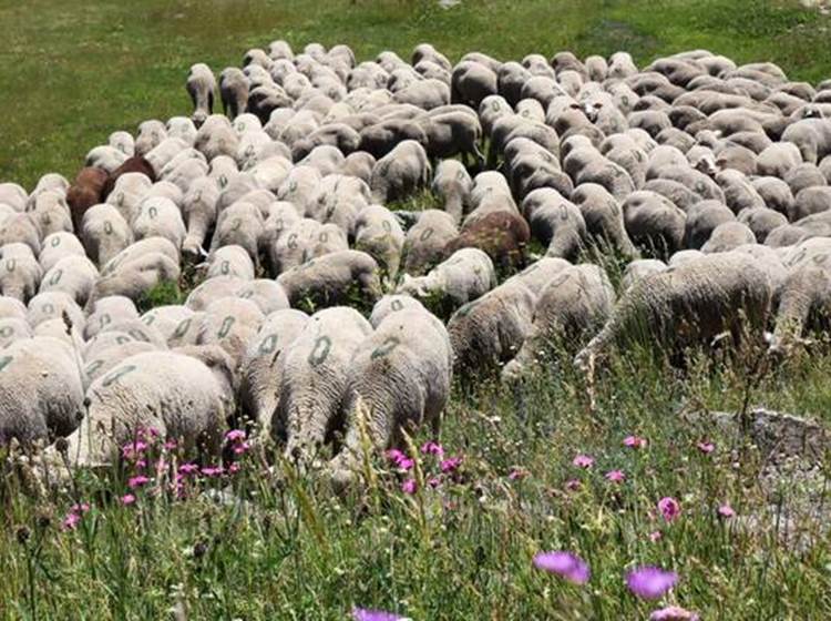 Fête de la transhumance.