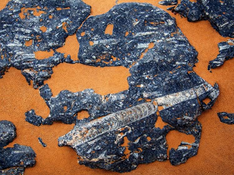 Les orthocères fossilisés dans la région d'Erfoud