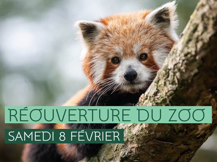 Panda roux - Thomas Lo Presti - Dicom/Ville de Lille