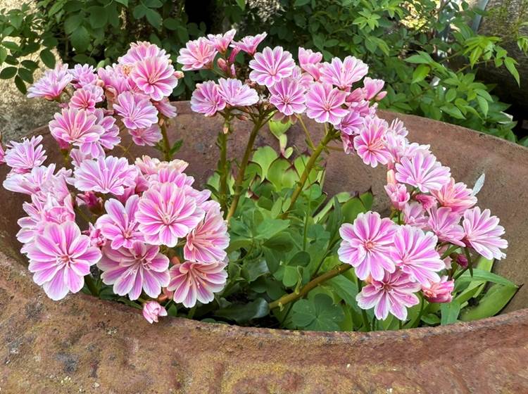 Fleurs de la Manufacture Royale de Bains