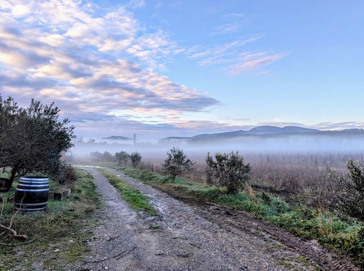 Le Vignoble sous la Brume