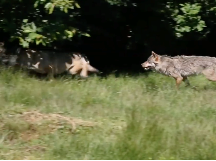 Parc animalier "Les loups de Chabrières" à Guéret