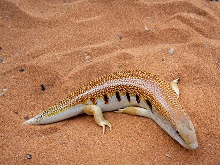 Un poisson des sables