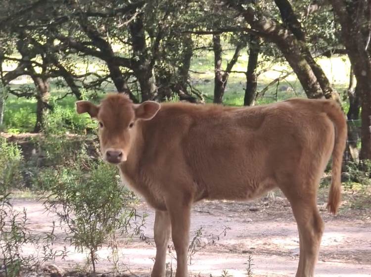 nos vaches Corse en liberté