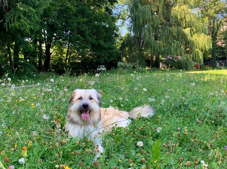 Slow, un berger des Pyrénées croisé d'un an