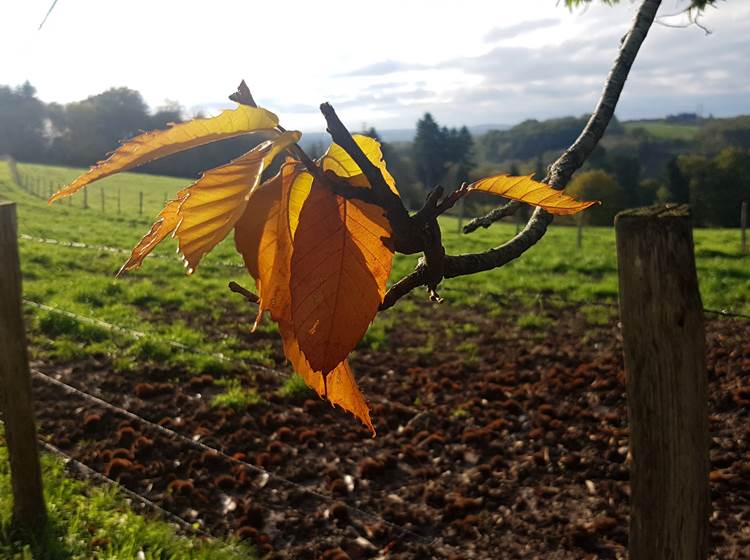 Couleurs d'automne au Ranch des Lacs